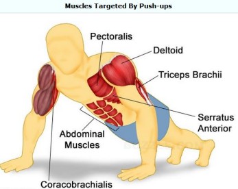 Muscles Push Ups Target